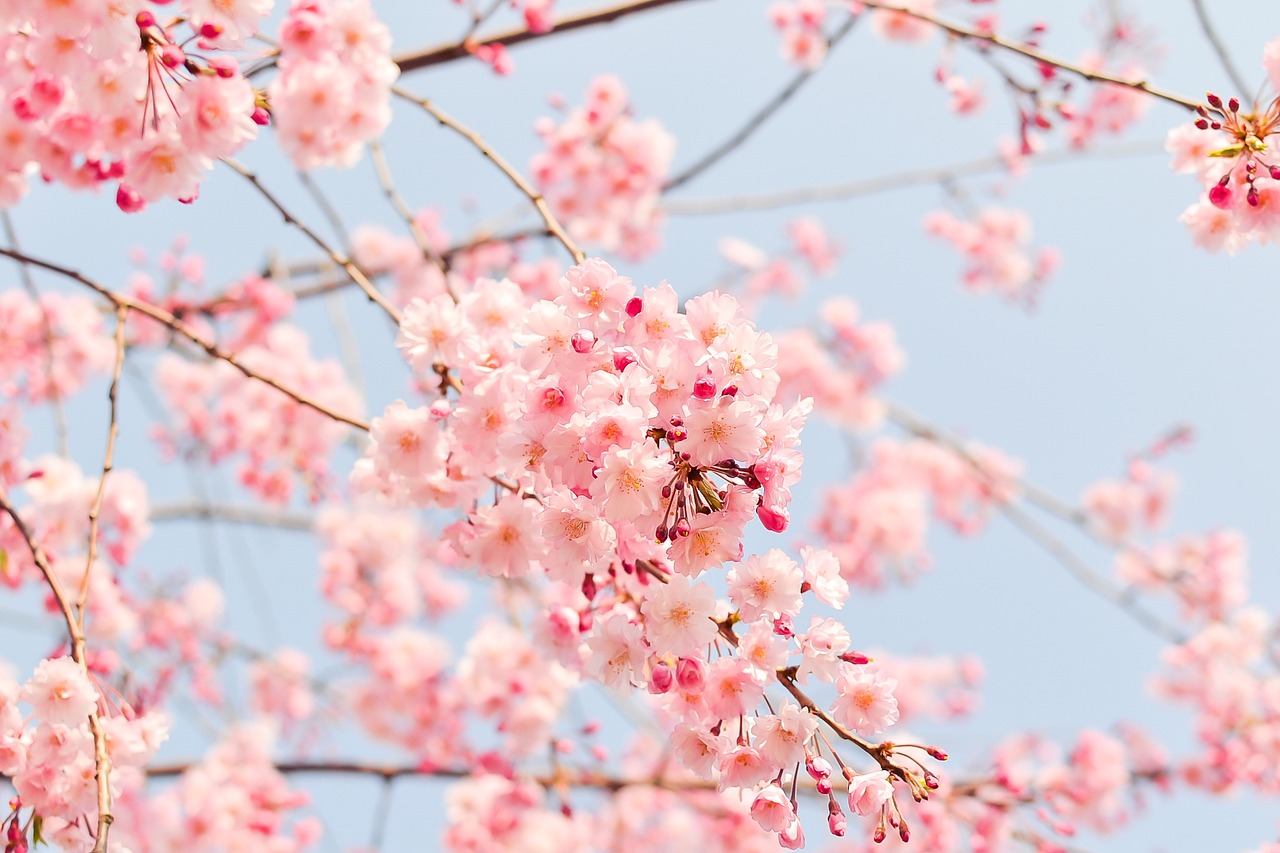 cherry blossom against a blue sky background