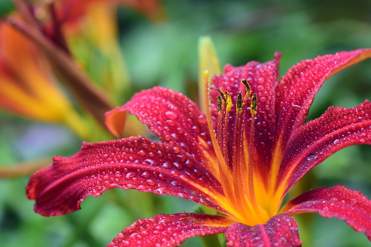 an image of a flowering lilly