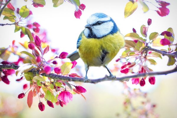 A blue tit sat on the branch of a cherry tree. The image is used to represent Spring Time Aromatherapy Collection