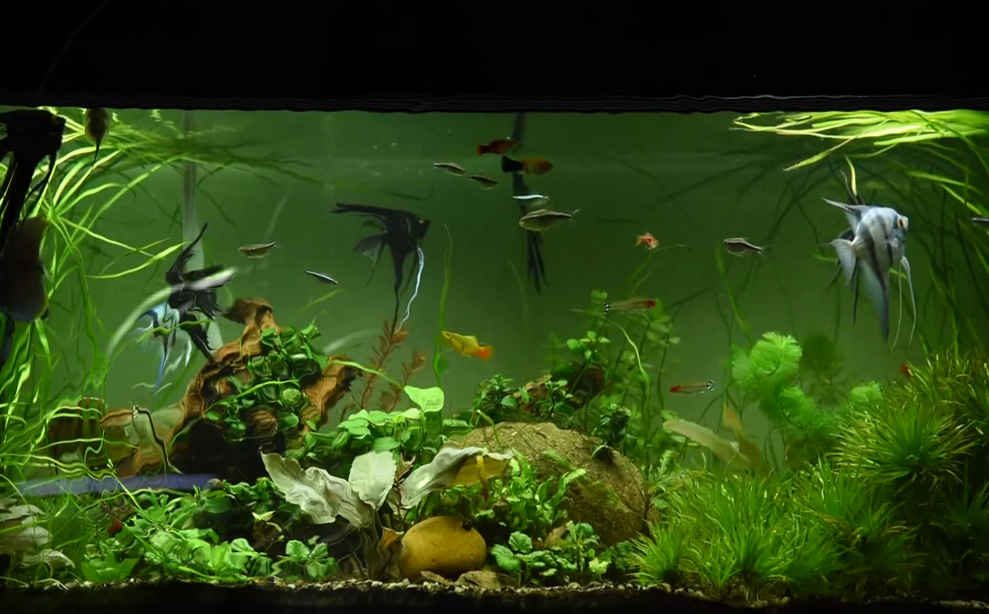 Still image of a tropical fish tank, represents the media player activity on the Imaginate suite